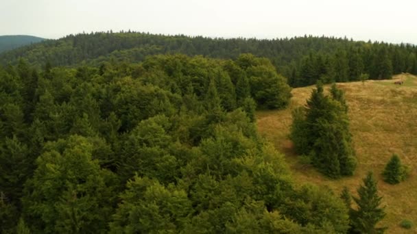 鸟瞰在Velke Karlovice贝斯基切切的山脉 这个剪辑有两种不同的分级 10位颜色或Dji颜色卢特 — 图库视频影像