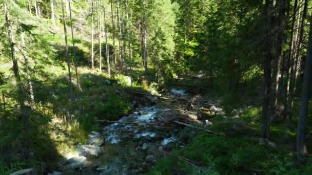 Dağlarda Akan Nehir Tatry Dağları Slovakya — Stok video