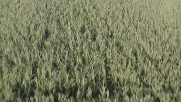 Aerial Shot Corn Field — Stock Video