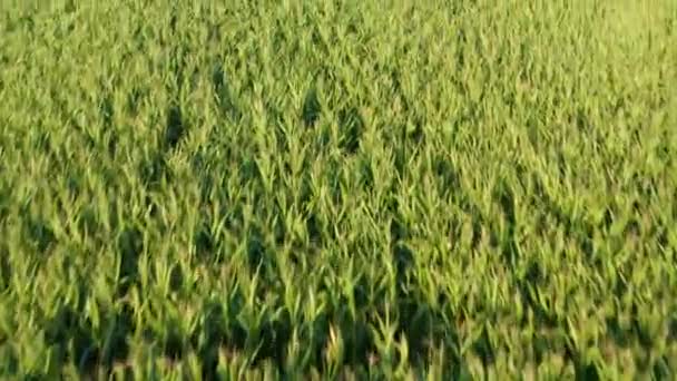 Aerial Shot Corn Field — Stock Video