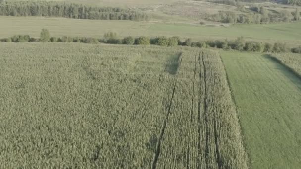 Aerial Shot Corn Field — Stock Video