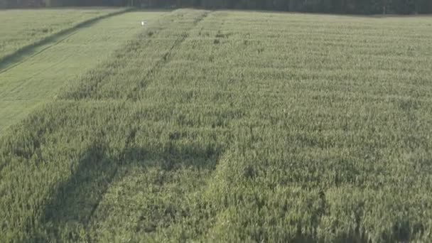 Tiro Aéreo Campo Maíz — Vídeos de Stock