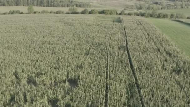 Aerial Shot Corn Field — Stock Video