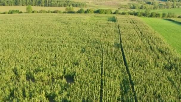 Tiro Aéreo Campo Maíz — Vídeos de Stock