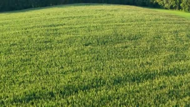 Tiro Aéreo Campo Maíz — Vídeos de Stock