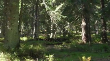 İnsanlar tarafından engellenmeden bırakılmış eski güzel orman.