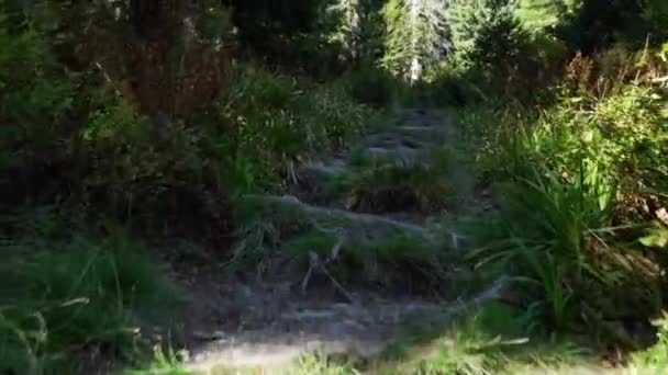 Hermoso Bosque Viejo Dejado Sin Obstáculos Por Gente Gimbal — Vídeos de Stock