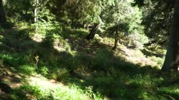 Hermoso Bosque Viejo Dejado Sin Obstáculos Por Gente Gimbal — Vídeos de Stock