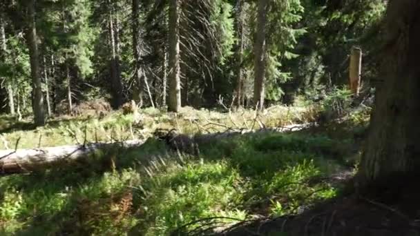 Prachtig Oud Bos Onbelemmerd Gelaten Door Mensen Gimbal — Stockvideo