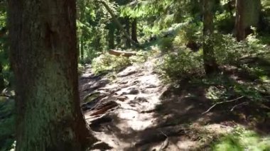 İnsanlar tarafından engellenmeden bırakılmış eski güzel orman.