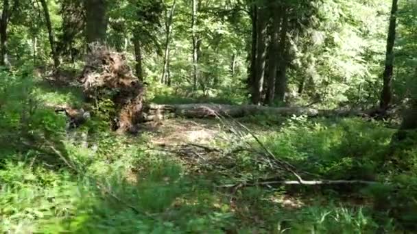 Prachtig Oud Bos Onbelemmerd Gelaten Door Mensen Gimbal — Stockvideo