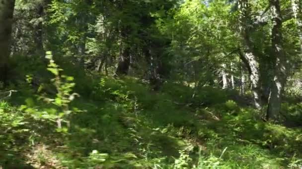 Belle vieille forêt laissée sans entraves par les gens, carabine 