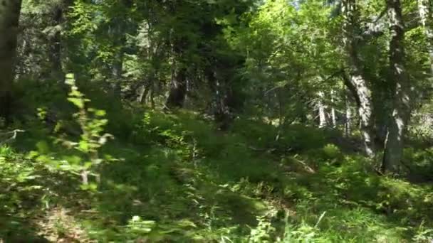 Schöner Alter Wald Ungehindert Von Menschen Gimbal — Stockvideo