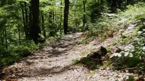 人々によって妨げられずに残された美しい古い森ジンバル — ストック動画