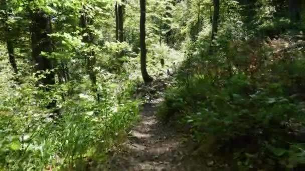 Hermoso Bosque Viejo Dejado Sin Obstáculos Por Gente Gimbal — Vídeos de Stock