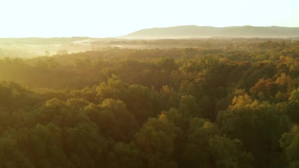 Colpo Aereo Bellissimo Albero Autunnale Nebbia Con Alba Montagne Sfondo — Video Stock