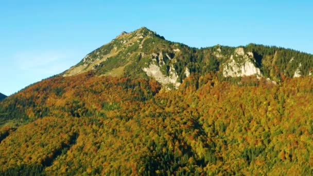 Vue Aérienne D'arbres magnifiquement colorés dans les montagnes en automne 