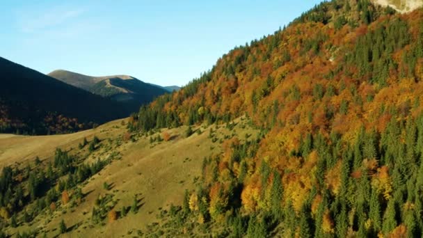 Tiro Aéreo Árvores Lindamente Coloridas Nas Montanhas Outono — Vídeo de Stock