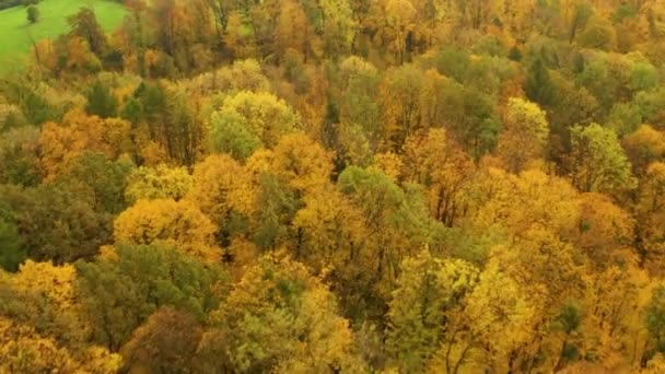 Luchtfoto Van Prachtig Gekleurde Bossen Gele Kleur — Stockvideo