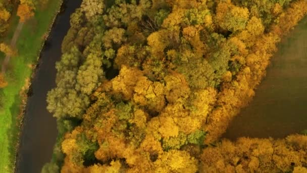 空中射中五彩斑斓的黄色森林 — 图库视频影像