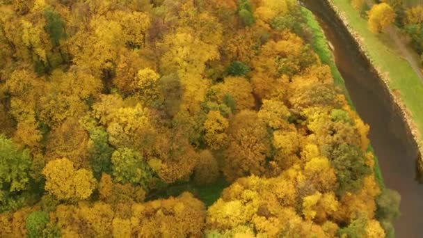 Αεροφωτογραφία Των Όμορφα Χρωματισμένων Δασών Κίτρινο Χρώμα — Αρχείο Βίντεο