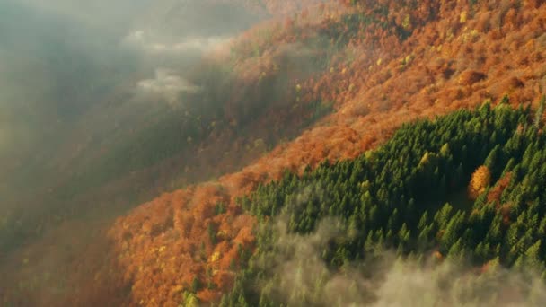 Poranna Mgła Toczy Się Między Górami Nad Drzewami Zabarwionymi Jesień — Wideo stockowe