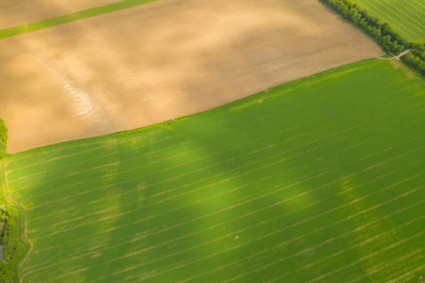 Vista Aérea Campo Con Vegetación Joven Brotando Verde Una Superficie —  Fotos de Stock