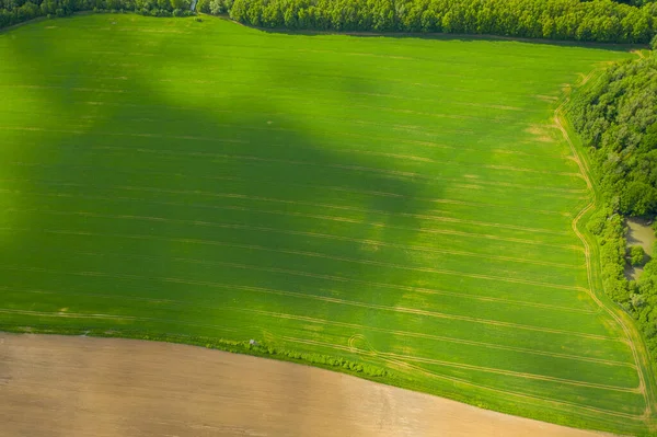 Vue Aérienne Champ Avec Une Jeune Végétation Germination Verte Une — Photo