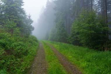 Gün batımında ya da şafakta atmosferik orman, sisle ya da güneş ışınlarıyla, gün batımından sonra, czech beskydy