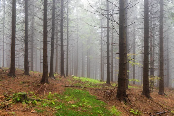 Forest Fog Fall Woods Enchanted Autumn Forest Fog Morning Old — Stock Photo, Image