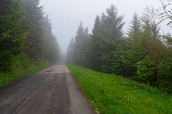 Droga Asfaltowa Która Przechodzi Przez Mglisty Ciemny Tajemniczy Las Sosnowy — Zdjęcie stockowe