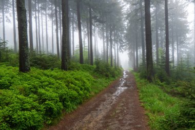 Gün batımında ya da şafakta atmosferik orman, gün batımından sonra sisle ya da güneş ışınlarıyla