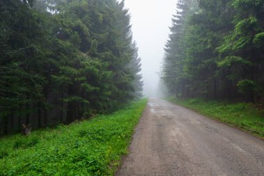 Sisli, gizemli bir çam ormanının içinden geçen asfalt bir yol. Fransız Alsace