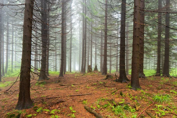 Sis içindeki orman. Sonbahar ormanı. Sabahları sisli sonbahar ormanı. Yaşlı ağaç. Ağaçlı manzara, renkli yeşil ve kırmızı yapraklar ve mavi sis. Doğa geçmişi. Karanlık sisli orman