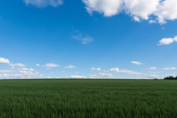 Grünes Weizenfeld Auf Blauem Himmel Tschechisch — Stockfoto