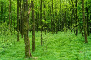 Summer green forest landscape in the morning at sunrise. Sun lights through trees. Natural woodland. trees and pines in spring forest
