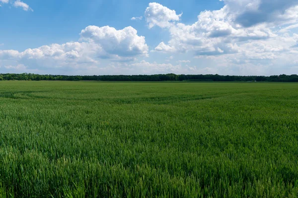 Campo Trigo Verde Sobre Fondo Cielo Azul Checo Detmarovice —  Fotos de Stock