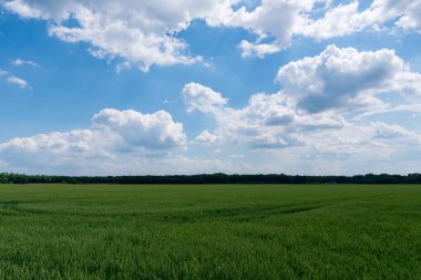 Mavi gökyüzü arka planında yeşil buğday tarlası, czech detmarovice
