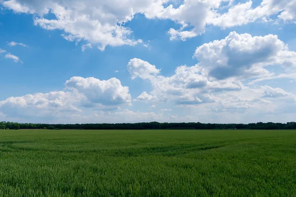 Campo Trigo Verde Sobre Fondo Cielo Azul Checo Detmarovice —  Fotos de Stock