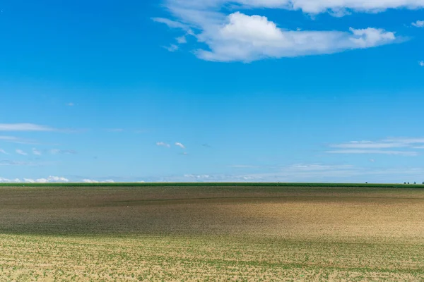 Vista Las Hojas Maíz Creciendo Campo Primavera Con Nubes Dramáticas —  Fotos de Stock