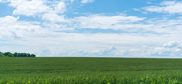 Зеленое пшеничное поле на голубом фоне неба, Чехия

