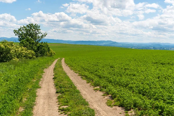 Blue Sky Dirt Road Wheaten Field — Stock Photo, Image