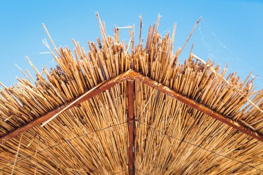 Reed şemsiye yakından görmek aşağıdan arka plan.