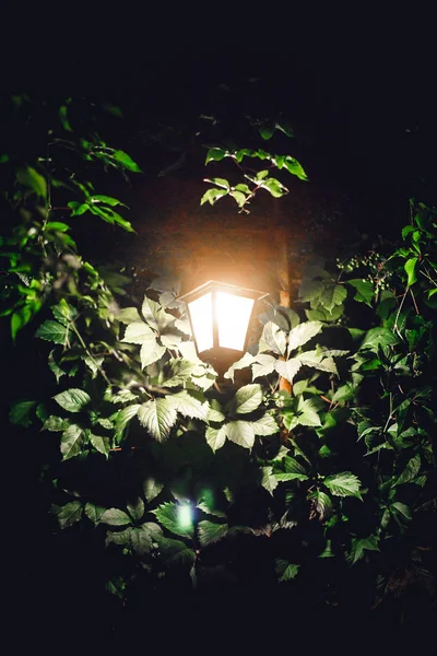 Farola brilla en la noche sobre fondo de follaje verde . — Foto de Stock
