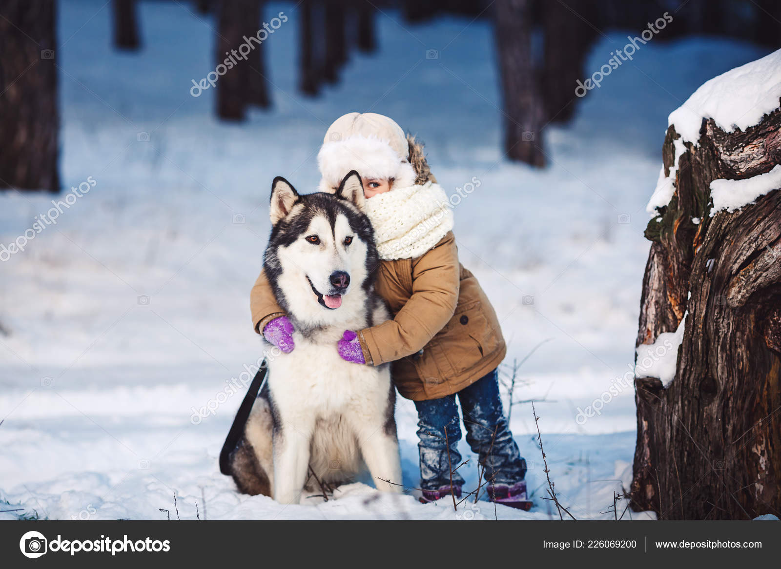 Funny little girl hugging her big Malamute dog in winter in the forest.  Stock Photo by ©Varnava_photo 226069200