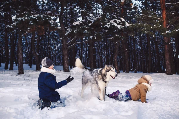 Los niños se divierten jugando con su perro en el parque en invierno . —  Fotos de Stock