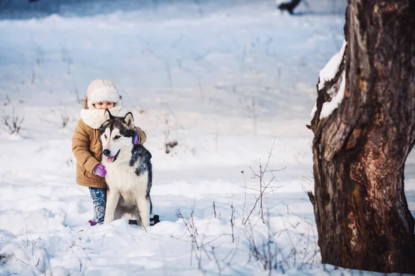 Petite fille drôle étreignant son gros chien Malamute en hiver dans la forêt . — Photo