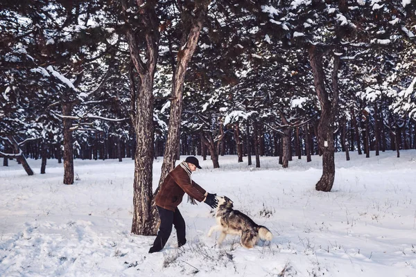 马拉穆特人和狗冬天在公园里玩耍. — 图库照片
