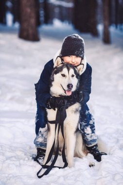 Neşeli bir Avrupa Genç büyük bir köpek içinde belgili tanımlık kış ormanda sarılmak. Kış tatil kavramı
