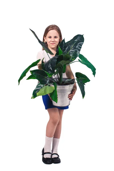 一个快乐的小女孩拿着一棵大的室内植物。在白色上隔离. — 图库照片
